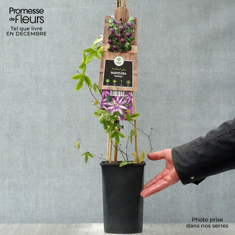 Exemplar von Passionsblume Violacea - Passiflora Topf mit 2L/3L wie im Winter geliefert