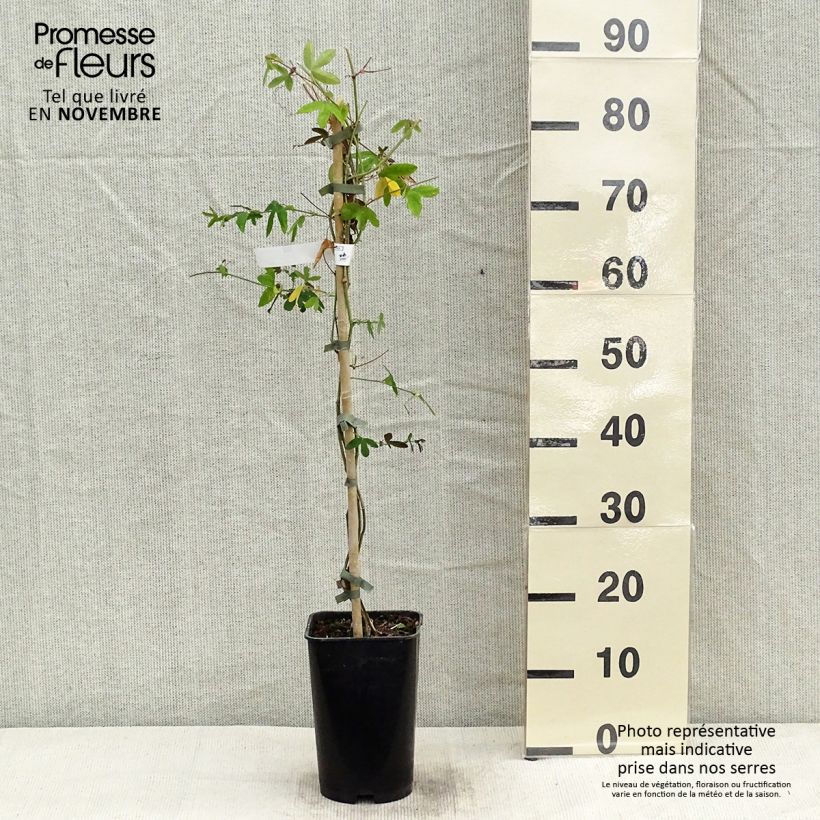 Exemplar von Passionsblume Violacea - Passiflora Topf mit 2L/3L wie im Herbst geliefert