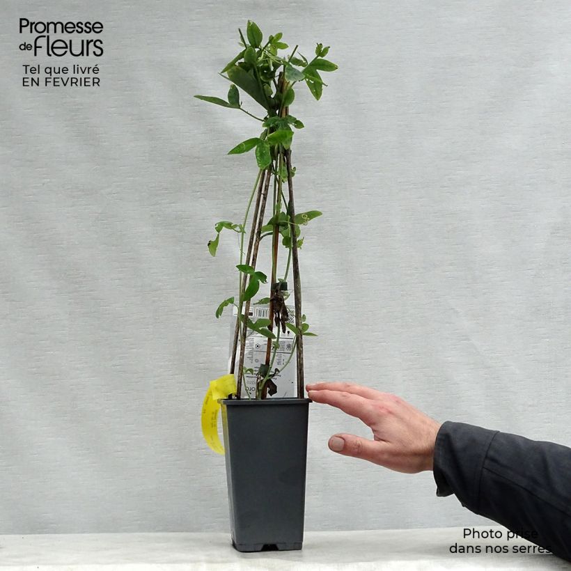 Exemplar von Blaue Passionsblume Purple Haze - Passiflora caerulea Topf mit 2L/3L wie im Winter geliefert