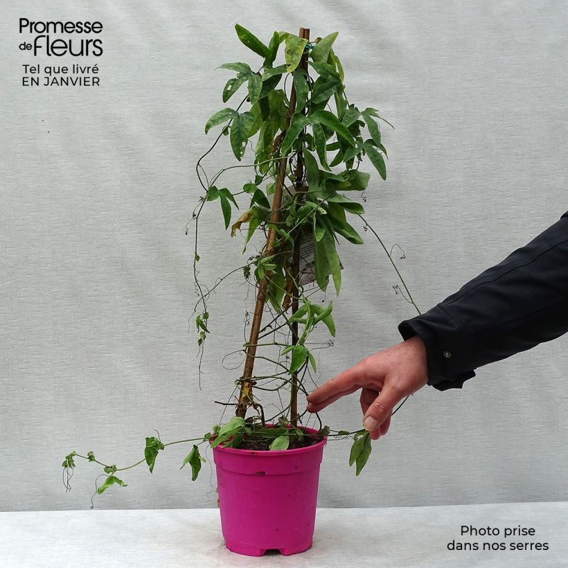 Exemplar von Passionsblume - Passiflora Topf mit 2L/3L wie im Winter geliefert