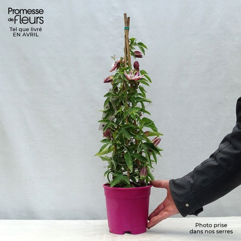 Exemplar von Passionsblume - Passiflora Topf mit 2L/3L wie im Frühjahr geliefert