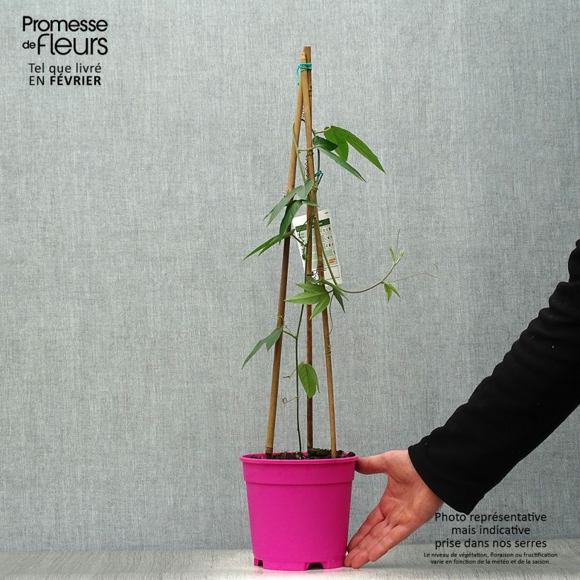 Exemplar von Passionsblume Pink Passion - Passiflora insignis Topf mit 2L/3L wie im Winter geliefert
