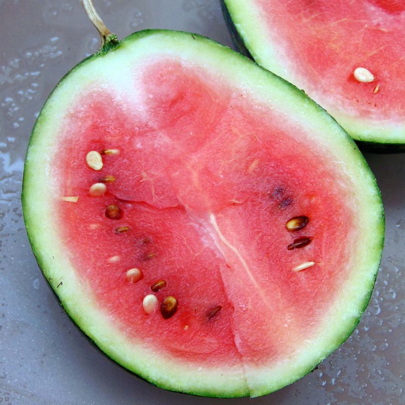 Wassermelone Mini-Love F1 (Ernte)