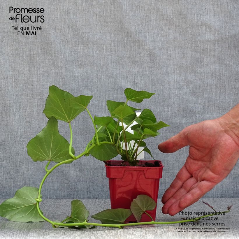 Exemplar von Süßkartoffel Beauregard - Ipomoea batatas Topf 10 cm/11cm wie im Frühjahr geliefert