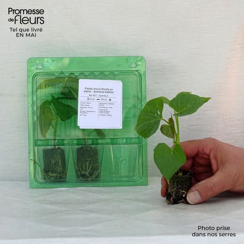 Exemplar von Süßkartoffel Bonita - Ipomoea batatas Mini-Plug Ø 3/4 cm wie im Frühjahr geliefert