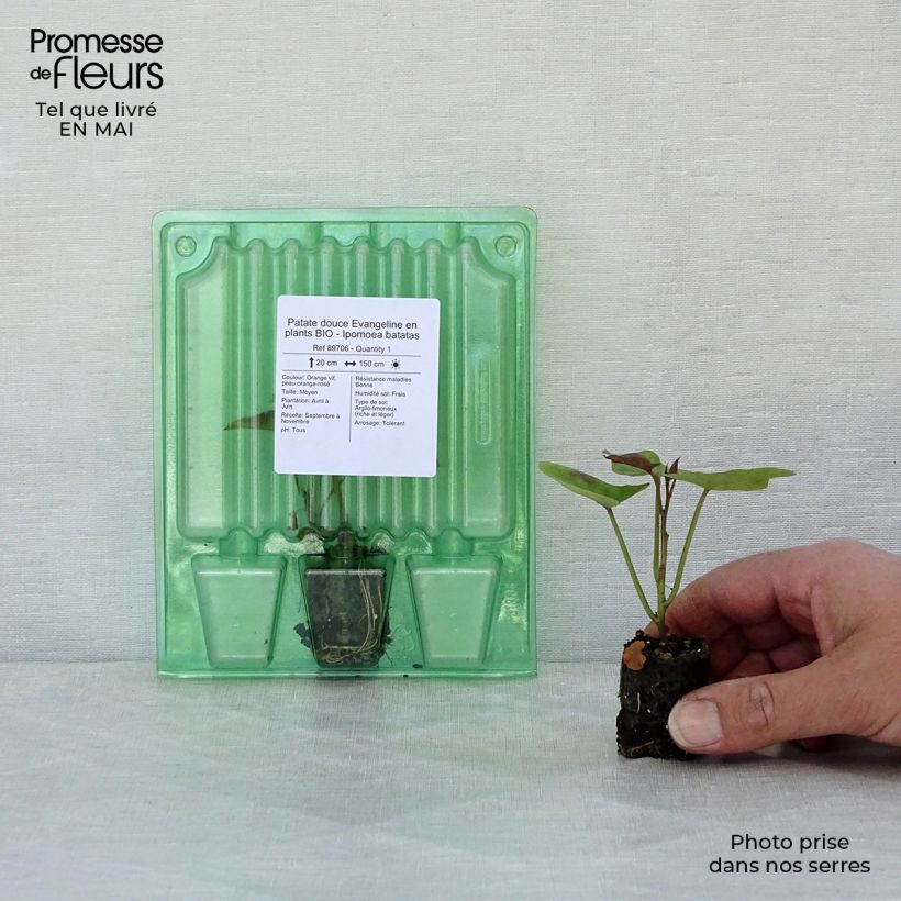 Exemplar von Süßkartoffel Evangeline Bio - Ipomoea batatas Mini-Plug Ø 3/4 cm wie im Frühjahr geliefert