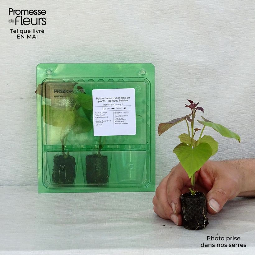 Exemplar von Süßkartoffel Evangeline - Ipomoea batatas Mini-Plug Ø 3/4 cm wie im Frühjahr geliefert