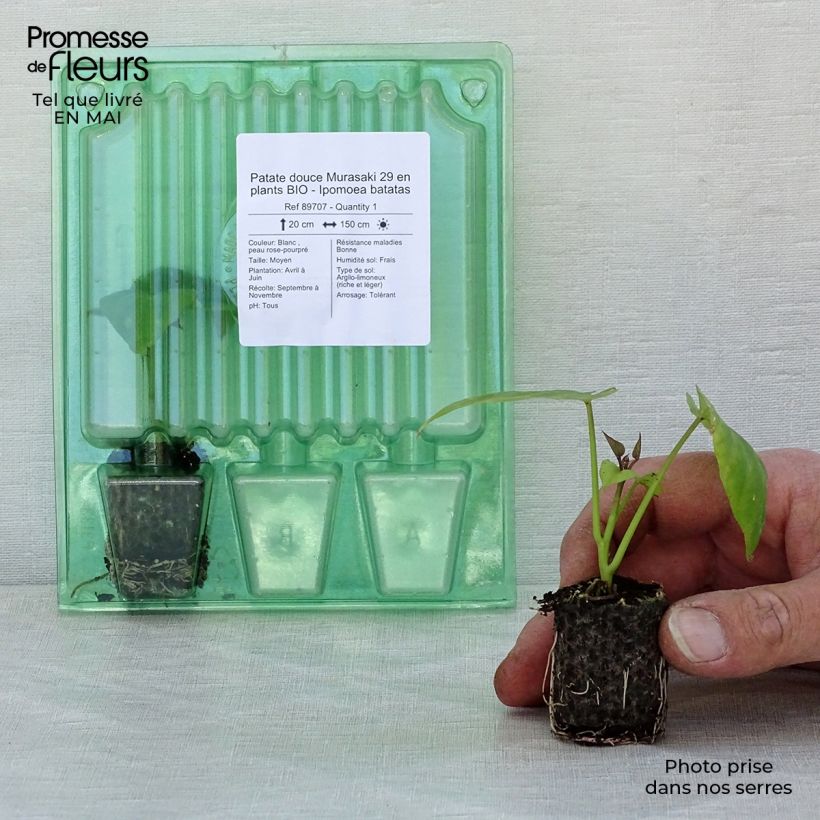 Exemplar von Süßkartoffel Murasaki 29 Bio - Ipomoea batatas Mini-Plug Ø 3/4 cm wie im Frühjahr geliefert