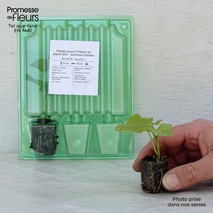 Exemplar von Süßkartoffel Orléans Bio - Ipomoea batatas Mini-Plug Ø 3/4 cm wie im Frühjahr geliefert