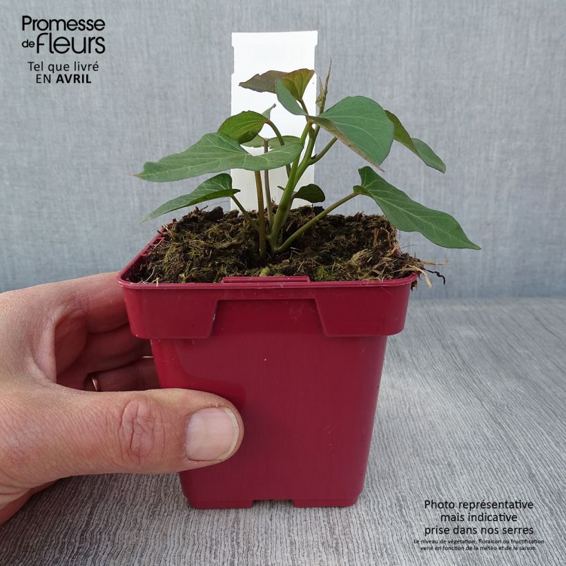 Exemplar von Süßkartoffel Orléans - Ipomoea batatas Topf 10 cm/11cm wie im Frühjahr geliefert