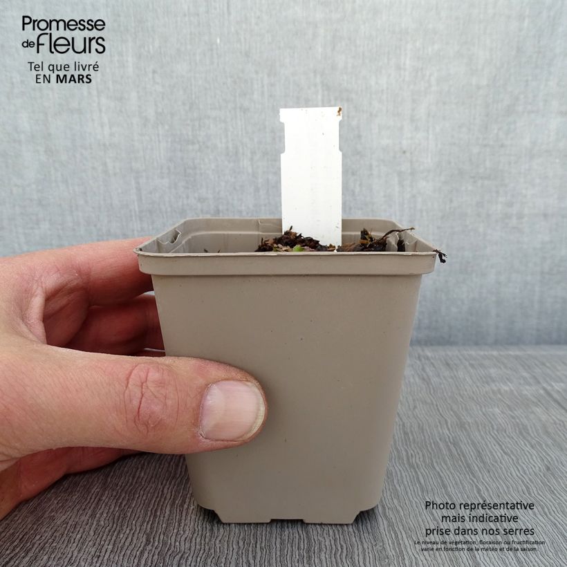 Exemplar von Patrinia monandra - Goldbaldrian Kleine Töpfe von 8/9 cm wie im Winter geliefert