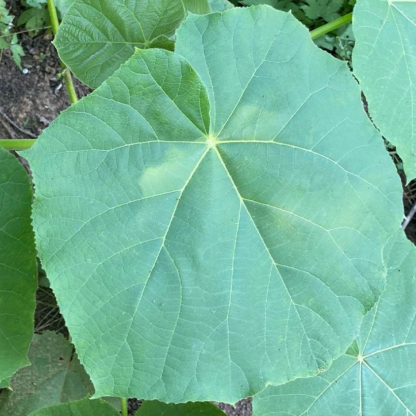 Paulownia fortunei April Light - Blauglockenbaum (Laub)
