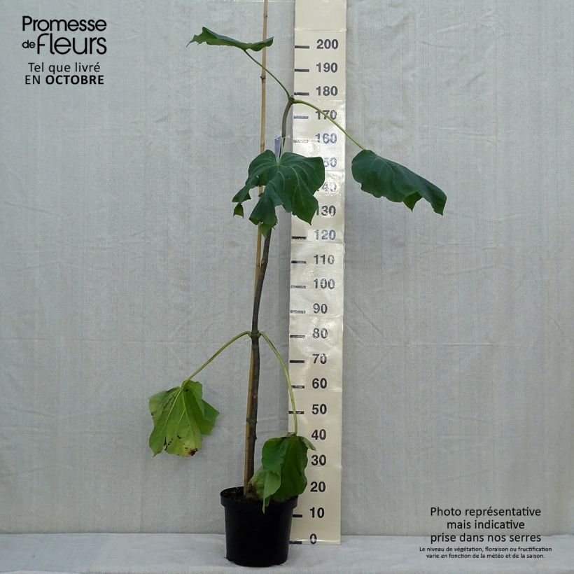 Exemplar von Paulownia fortunei Fast Blue Minfast - Blauglockenbaum Topf mit 7,5L/10L wie im Herbst geliefert