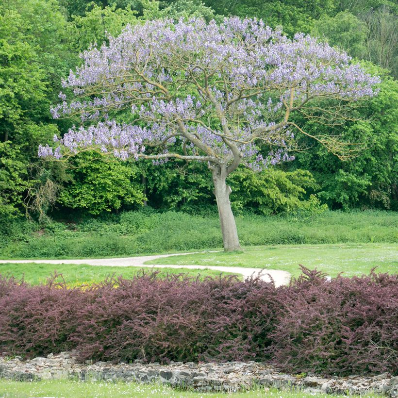 Paulownia tomentosa Hulsdonk - Blauglockenbaum (Hafen)