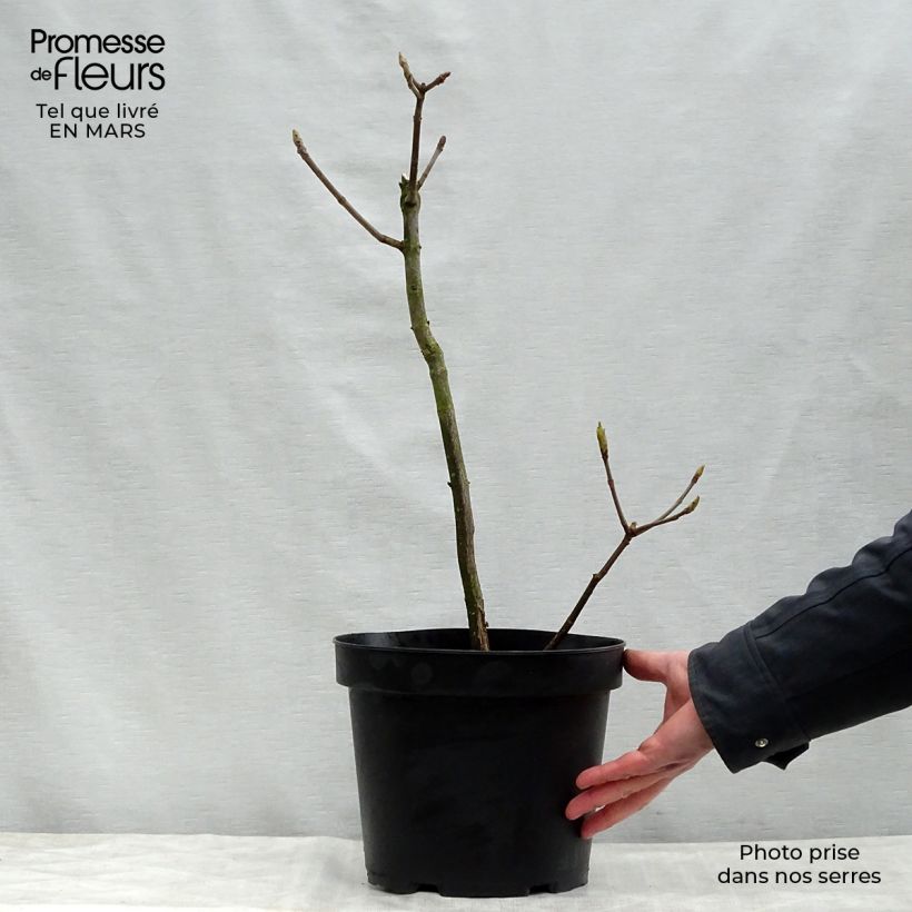 Exemplar von Strauchkastanie - Aesculus parviflora Topf mit 7,5L/10L wie im Frühjahr geliefert