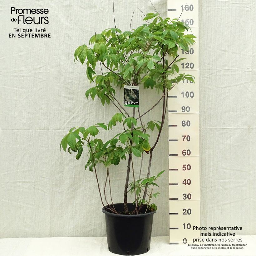 Exemplar von Strauchkastanie - Aesculus parviflora Topf mit 7,5L/10L wie im Herbst geliefert