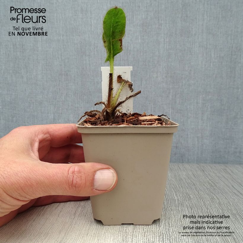 Exemplar von Meconopsis betonicifolia - Scheinmohn Kleine Töpfe von 8/9 cm wie im Herbst geliefert