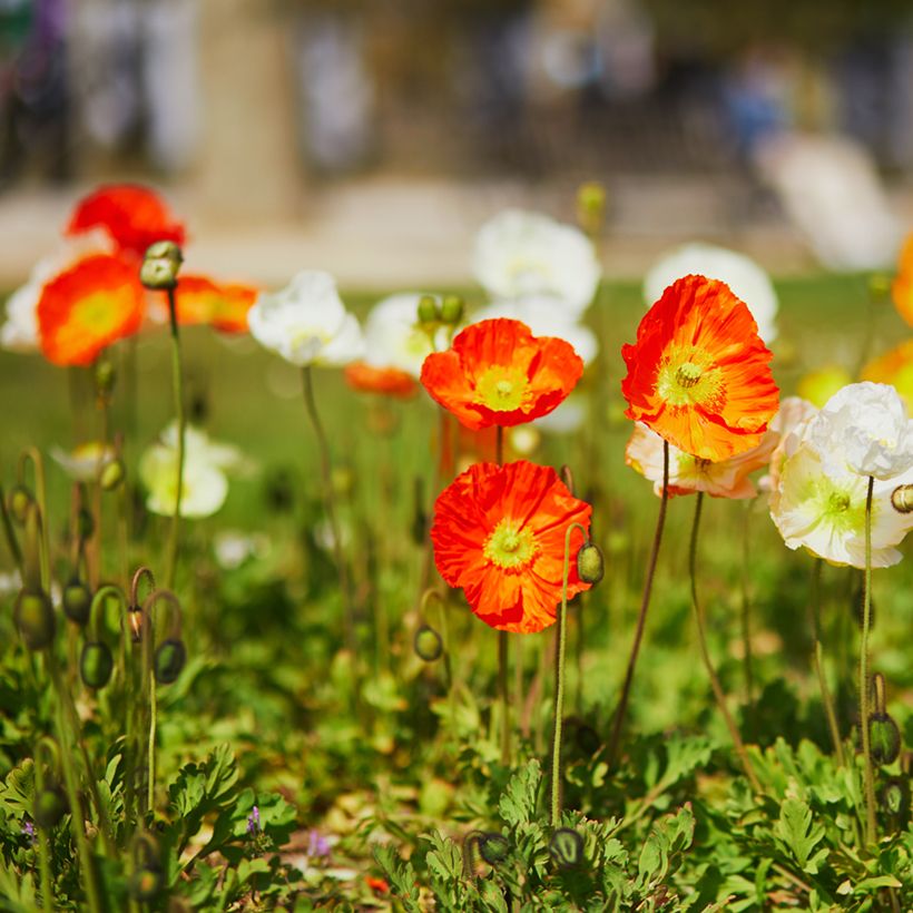 Papaver nudicaule Champagne Bubbles Mix - Isländischer Mohn (Hafen)
