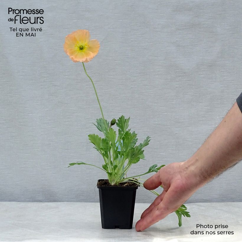 Exemplar von Papaver nudicaule Gartenzwerg - Isländischer Mohn Kleine Töpfe von 8/9 cm wie im Frühjahr geliefert