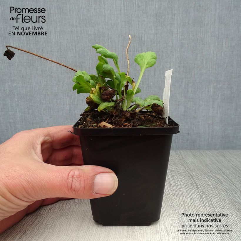 Exemplar von Papaver nudicaule Gartenzwerg - Isländischer Mohn Kleine Töpfe von 8/9 cm wie im Herbst geliefert