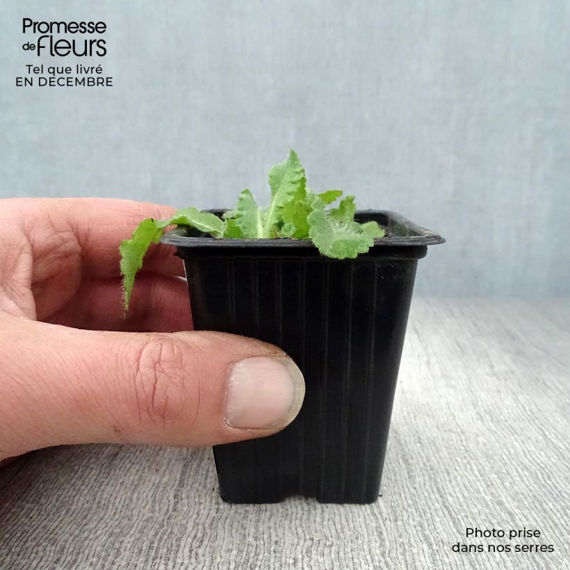 Exemplar von Orientalischer Mohn Beauty of Livermere - Papaver orientale Kleine Töpfe von 7/8 cm wie im Winter geliefert