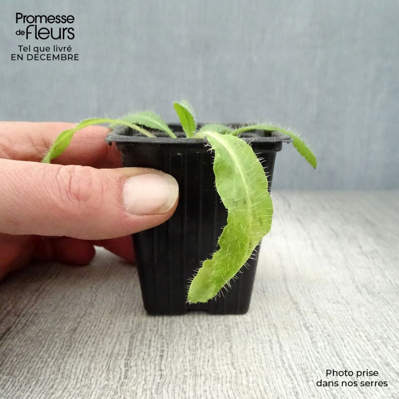 Exemplar von Orientalischer Mohn Brilliant - Papaver orientale Kleine Töpfe von 7/8 cm wie im Winter geliefert