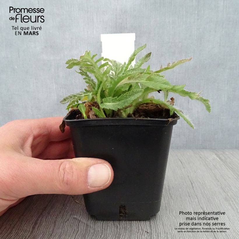 Exemplar von Orientalischer Mohn May Queen - Papaver orientale Kleine Töpfe von 8/9 cm wie im Frühjahr geliefert