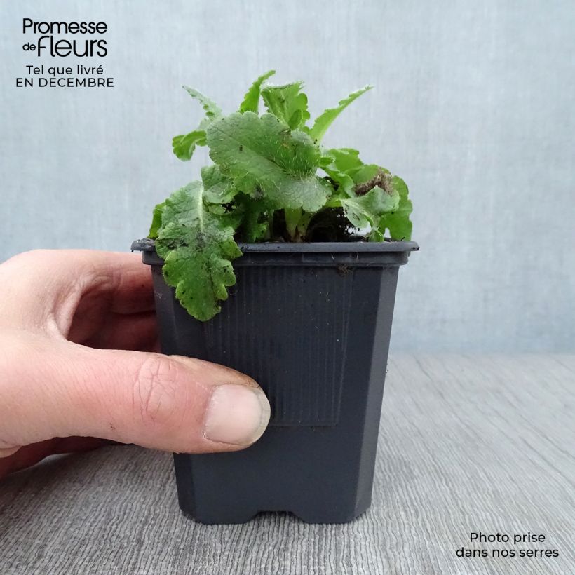 Exemplar von Orientalischer Mohn Patty's Plum - Papaver orientale Kleine Töpfe von 8/9 cm wie im Winter geliefert