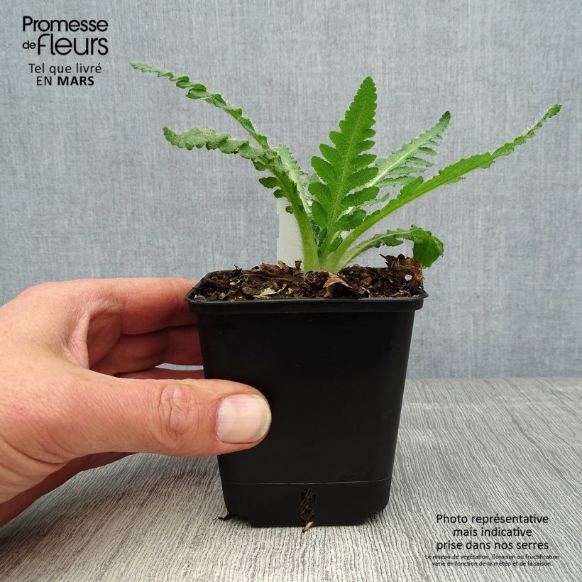 Exemplar von Orientalischer Mohn Royal Wedding - Papaver orientale Kleine Töpfe von 7/8 cm wie im Frühjahr geliefert