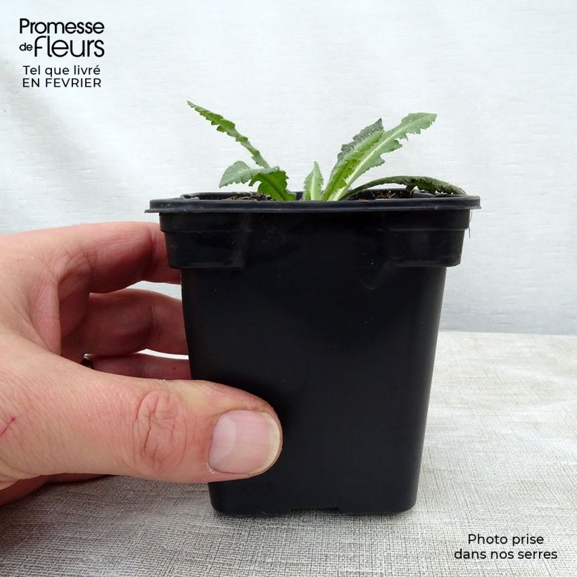 Exemplar von Orientalischer Mohn Royal Wedding - Papaver orientale Kleine Töpfe von 7/8 cm wie im Winter geliefert