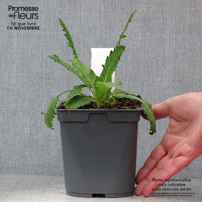 Exemplar von Orientalischer Mohn Royal Wedding - Papaver orientale Topf mit 2L/3L wie im Herbst geliefert