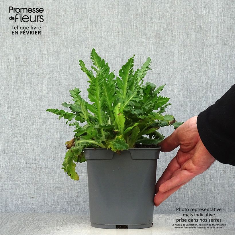 Exemplar von Orientalischer Mohn Royal Wedding - Papaver orientale Topf mit 2L/3L wie im Winter geliefert