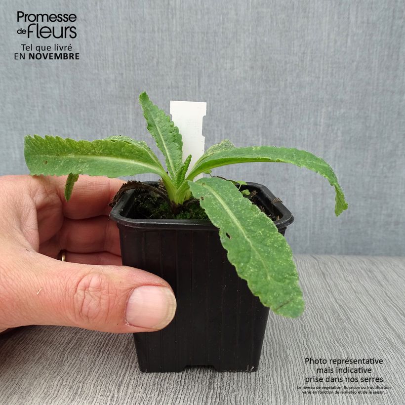 Exemplar von Orientalischer Mohn Türkenlouis - Papaver orientale Kleine Töpfe von 8/9 cm wie im Herbst geliefert