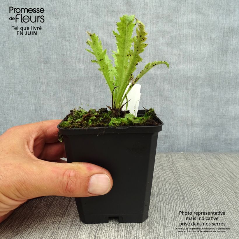 Exemplar von Orientalischer Mohn Türkenlouis - Papaver orientale Kleine Töpfe von 8/9 cm wie im Sommer geliefert