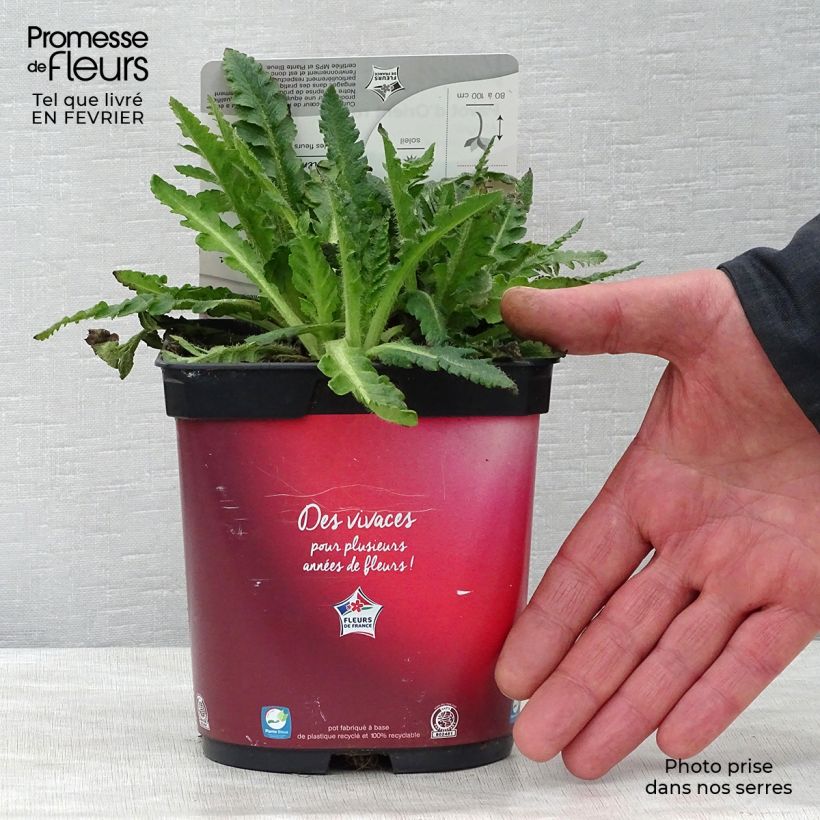 Exemplar von Orientalischer Mohn Allegro - Papaver orientale Topf mit 2L/3L wie im Winter geliefert