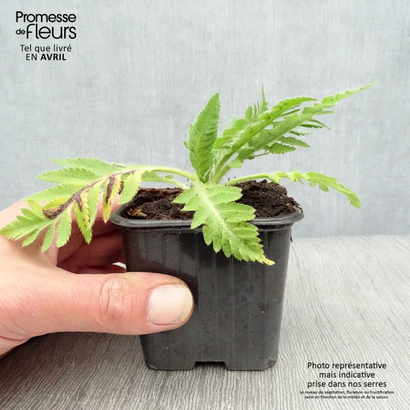 Exemplar von Orientalischer Mohn Beauty of Livermere - Papaver orientale Kleine Töpfe von 7/8 cm wie im Frühjahr geliefert