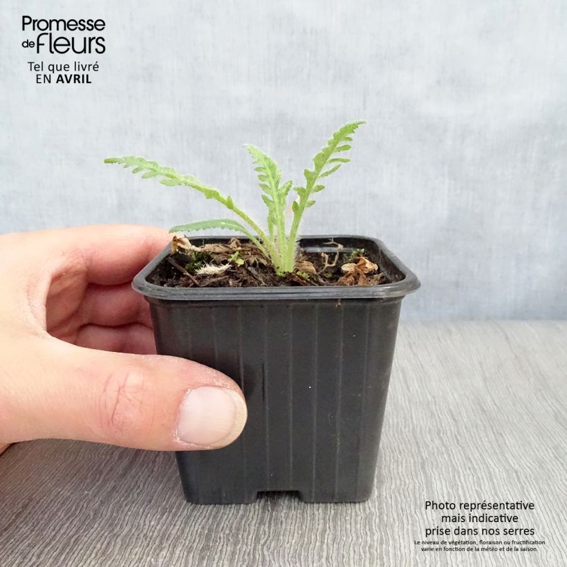 Exemplar von Orientalischer Mohn Brilliant - Papaver orientale Kleine Töpfe von 7/8 cm wie im Frühjahr geliefert