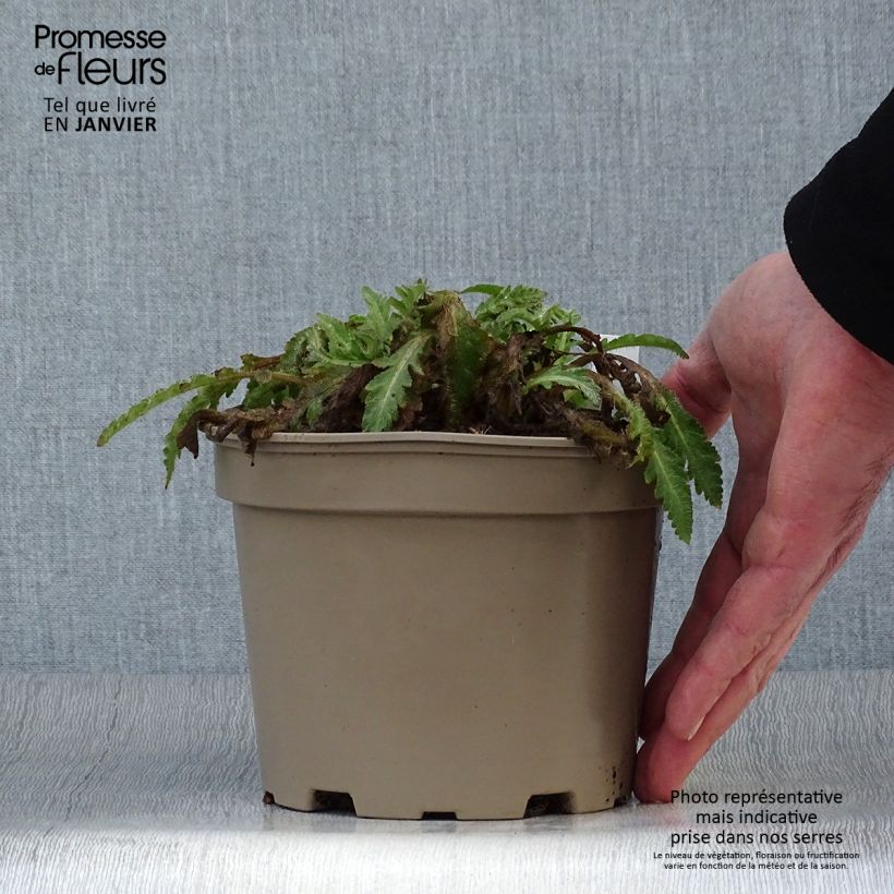 Exemplar von Orientalischer Mohn Patty's Plum - Papaver orientale Topf mit 2L/3L wie im Winter geliefert