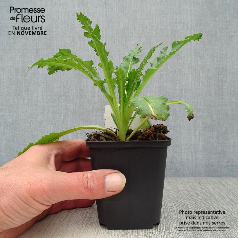 Exemplar von Orientalischer Mohn Princess Victoria Louise - Papaver orientale Kleine Töpfe von 7/8 cm wie im Herbst geliefert