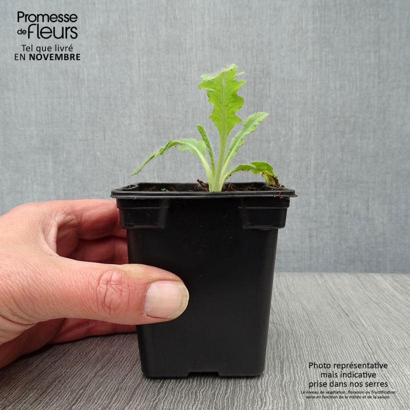 Exemplar von Orientalischer Mohn Allegro - Papaver orientale Kleine Töpfe von 7/8 cm wie im Herbst geliefert