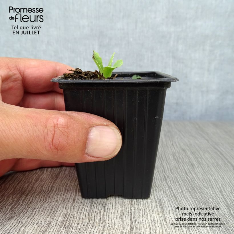 Exemplar von Orientalischer Mohn Allegro - Papaver orientale Kleine Töpfe von 7/8 cm wie im Sommer geliefert