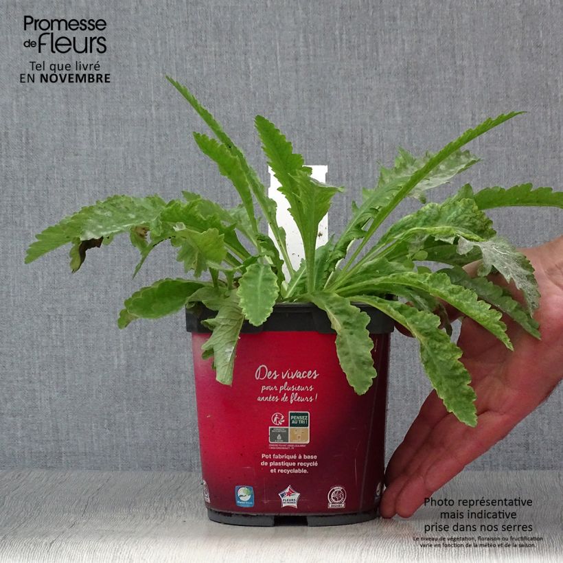 Exemplar von Orientalischer Mohn Allegro - Papaver orientale Topf mit 2L/3L wie im Herbst geliefert