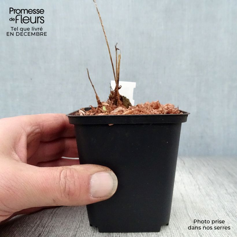 Exemplar von Meconopsis cambrica - Waliser Mohn Kleine Töpfe von 8/9 cm wie im Winter geliefert