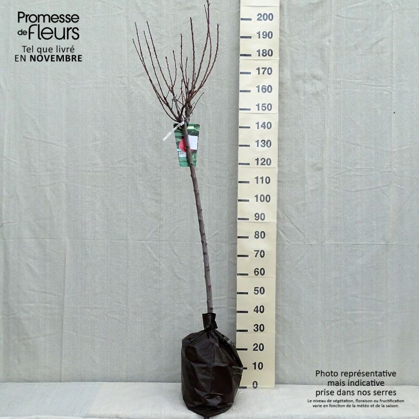 Exemplar von Pfirsich Andromède Zaidrome - Prunus persica Plug "Fertig-zum-Pflanzen", Halbstamm wie im Herbst geliefert