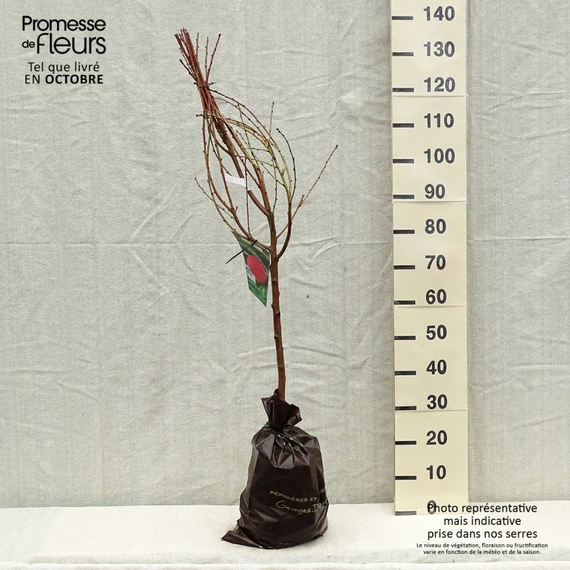 Exemplar von Pfirsich Andromède Zaidrome - Prunus persica Plug "Fertig-zum-Pflanzen", Gobelet-Form wie im Herbst geliefert