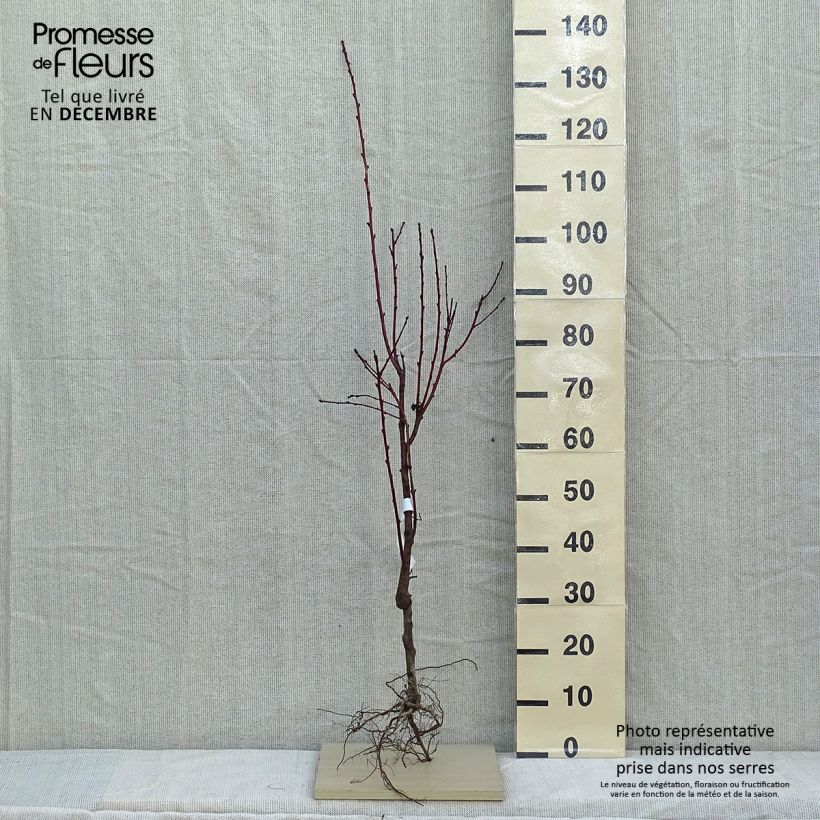 Exemplar von Pfirsich Fertile de Septembre - Prunus persica Wurzelnackt, Gobelet-Form wie im Winter geliefert