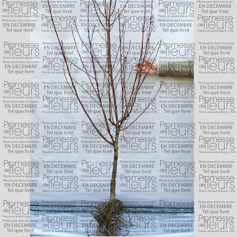 Beispiel eines Exemplars von Pfirsich Grosse Mignonne - Prunus persica Wurzelnackt, Gobelet-Form wie geliefert