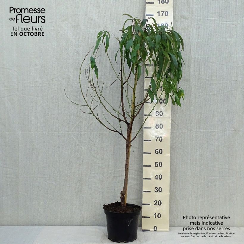 Exemplar von Pfirsich Grosse Mignonne - Prunus persica Topf mit 7,5L/10L, Gobelet-Form wie im Herbst geliefert