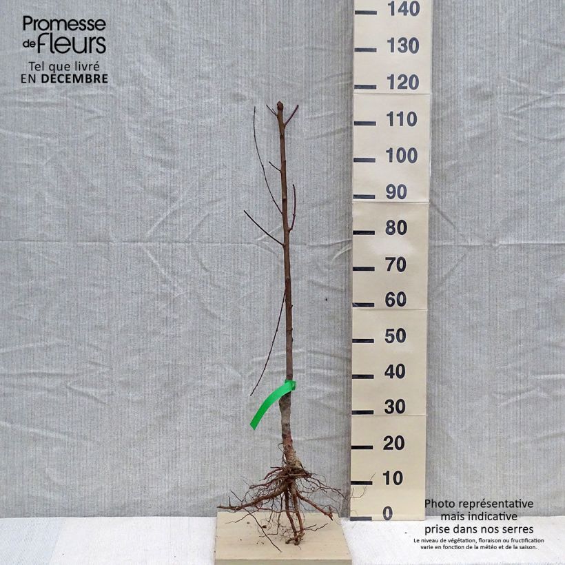 Exemplar von Pfirsich Michelini Bio - Prunus persica Wurzelnackt, Heister wie im Winter geliefert