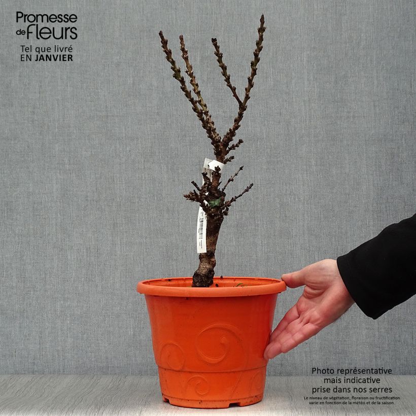 Exemplar von Pfirsich Crimson 'Bonfire' - Prunus persica Topf mit 6L/7L, Zwergform wie im Winter geliefert